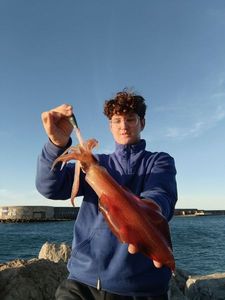 European Squid
