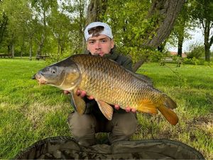 Common Carp