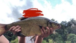 Common Bream