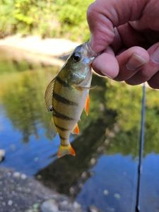 European Perch