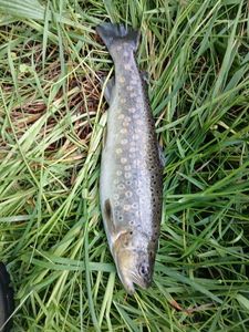 Brown Trout