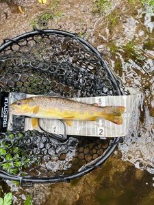 Brown Trout