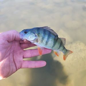 European Perch