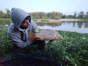 Common Carp