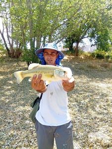 Largemouth Bass