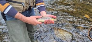 Brook Trout