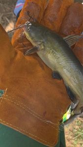 Black Bullhead