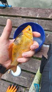 Koï Fish