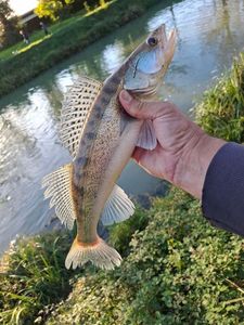 Zander