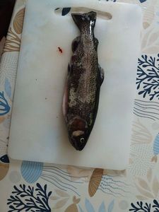 Rainbow Trout