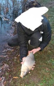 Common Carp