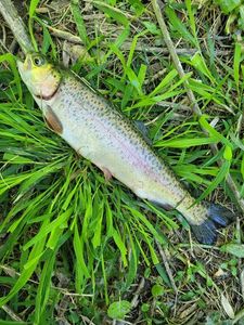 Rainbow Trout