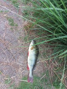 European Perch