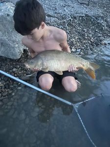 Mirror Carp