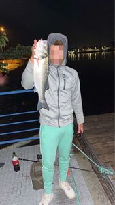 European Bass (Seabass)