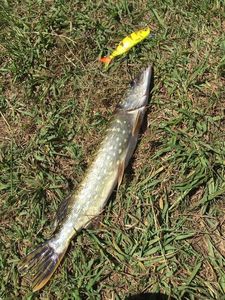 Brochet