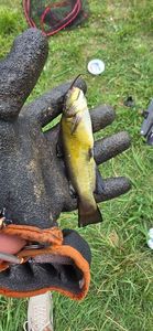 Black Bullhead