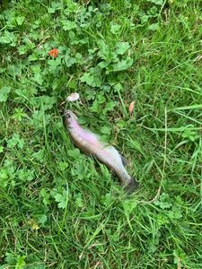 Rainbow Trout