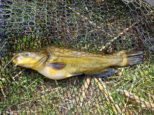 Black Bullhead