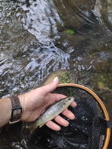 Brown Trout