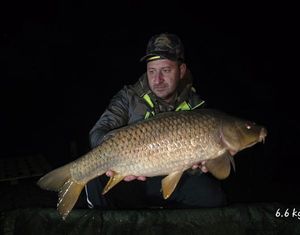 Common Carp