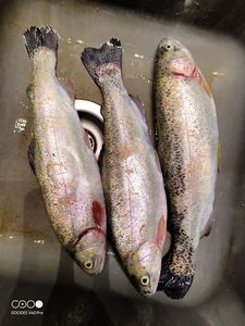 Rainbow Trout