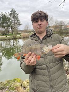 European Perch