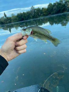 Smallmouth Bass