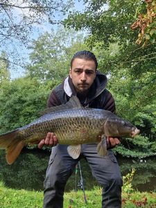 Common Carp