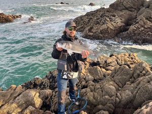 European Bass (Seabass)