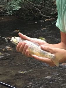 Brown Trout