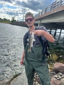 Striped Bass (Landlocked)