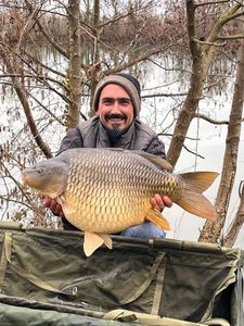 Common Carp