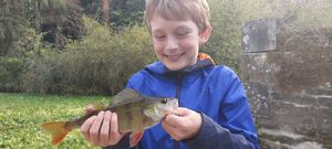 European Perch