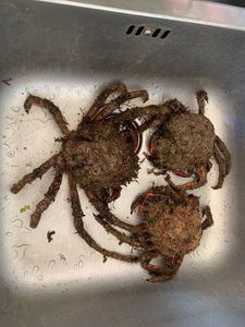 European Spider Crab