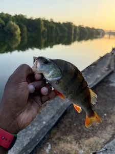 European Perch