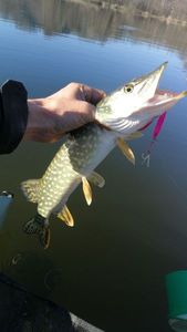 Northern Pike