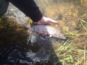 Brown Trout