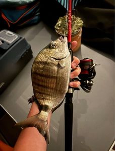 White Seabream
