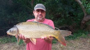 Common Carp