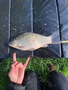 Crucian Carp