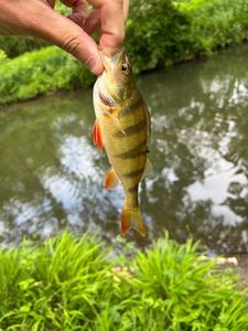 European Perch