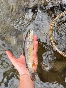 Brown Trout