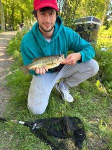 Largemouth Bass