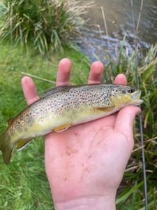 Brown Trout