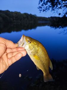 Largemouth Bass