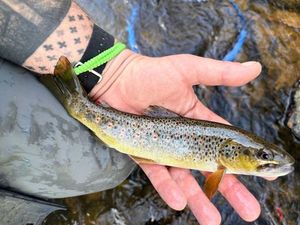 Brown Trout