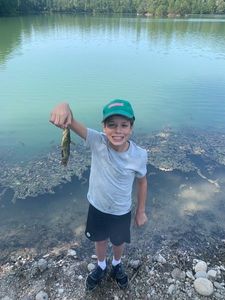 Black Bullhead