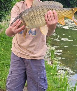 Common Carp