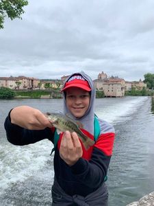 Smallmouth Bass